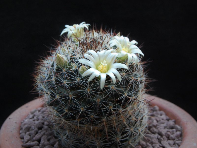 Mammillaria picta LAU 1148