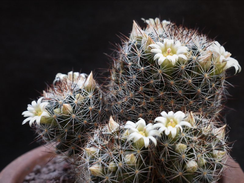 Mammillaria picta LAU 1148