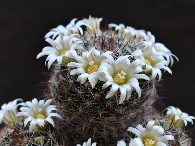 Mammillaria picta LAU 1148