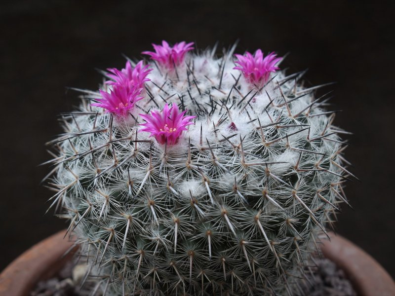 Mammillaria saetigera ssp. woodsii ROG 578