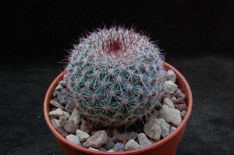 Mammillaria temorisensis ROG 655