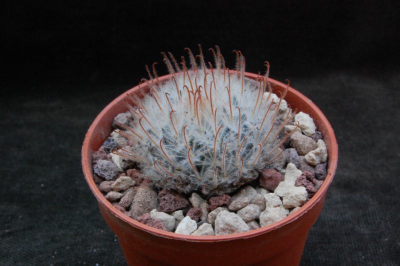 Mammillaria pennispinosa SB 1061