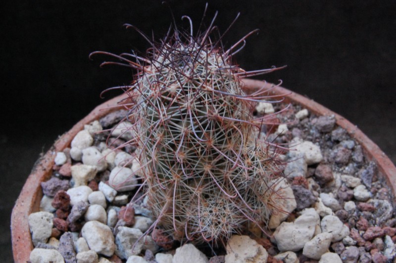 Mammillaria alamensis REP 567