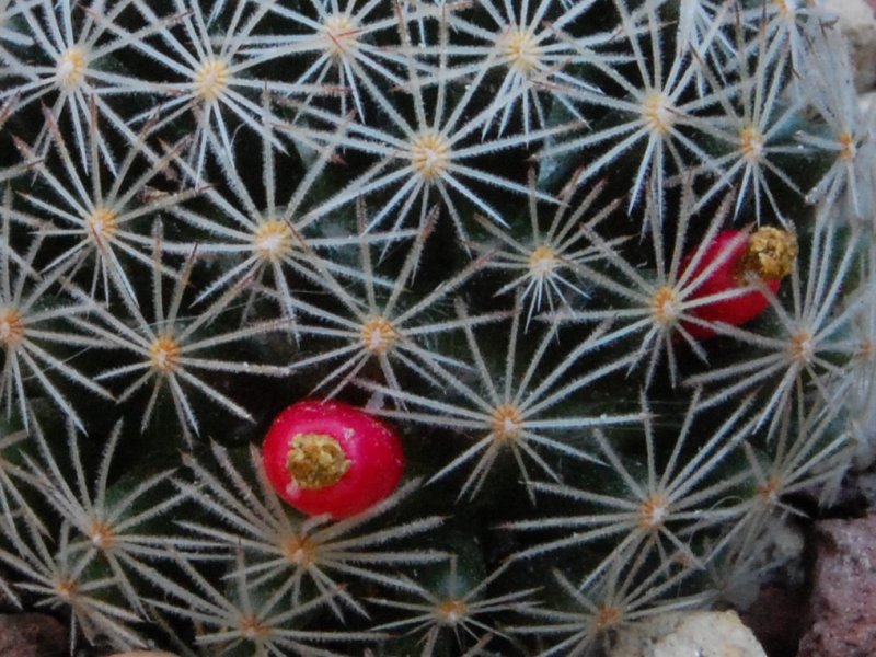 Mammillaria aff. picta ROG 314