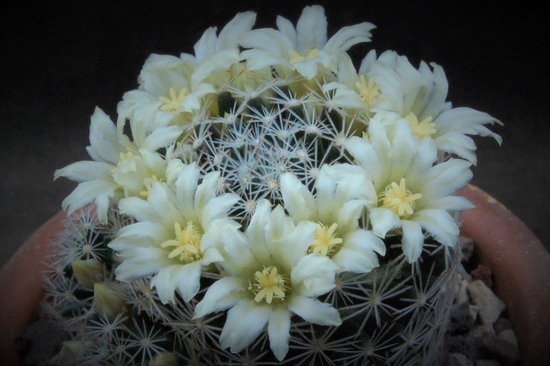 Mammillaria aff. picta ROG 314