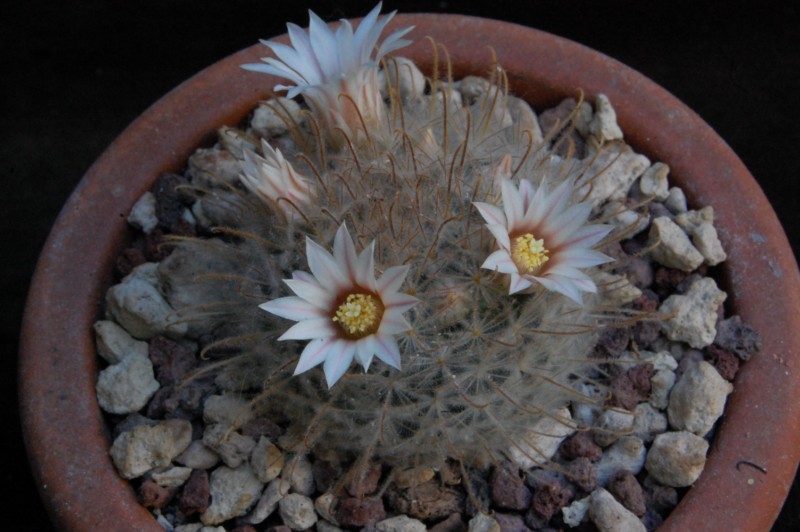 Mammillaria pennispinosa WH 29