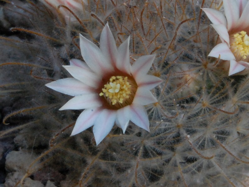 Mammillaria pennispinosa WH 29