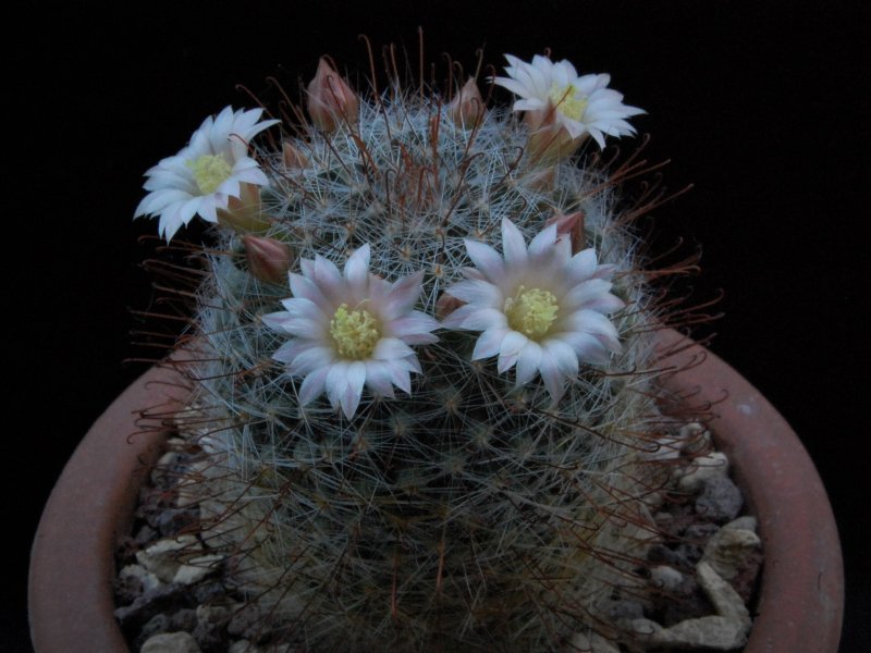 Mammillaria aff. gilensis WH 12