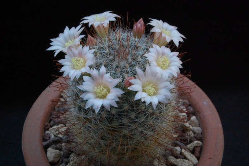 Mammillaria aff. gilensis WH 12