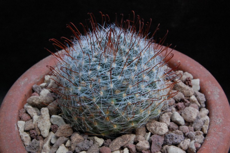 Mammillaria aff. gilensis WH 12