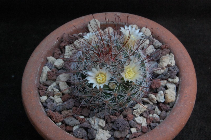 Mammillaria mercadensis ROG 722