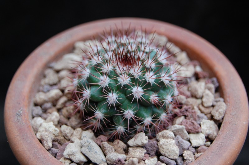 Mammillaria mammillaris AH 241