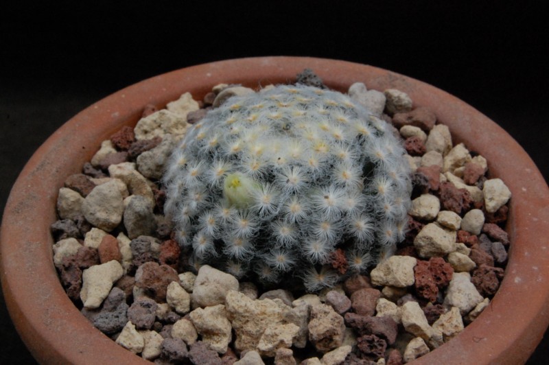 Mammillaria schiedeana v. plumosa 