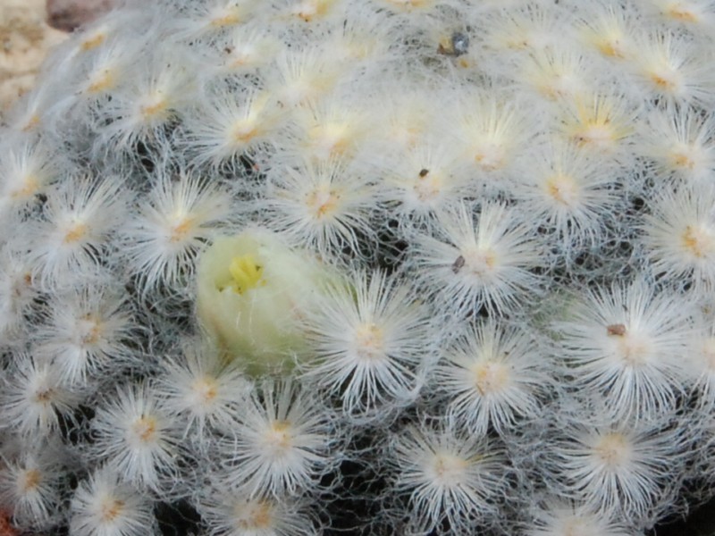 Mammillaria schiedeana v. plumosa 