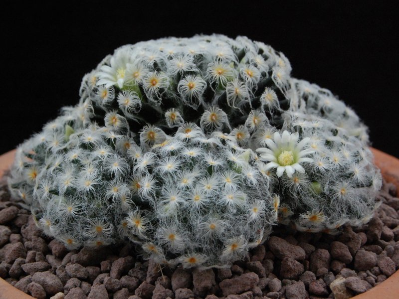 Mammillaria schiedeana f. plumosa 