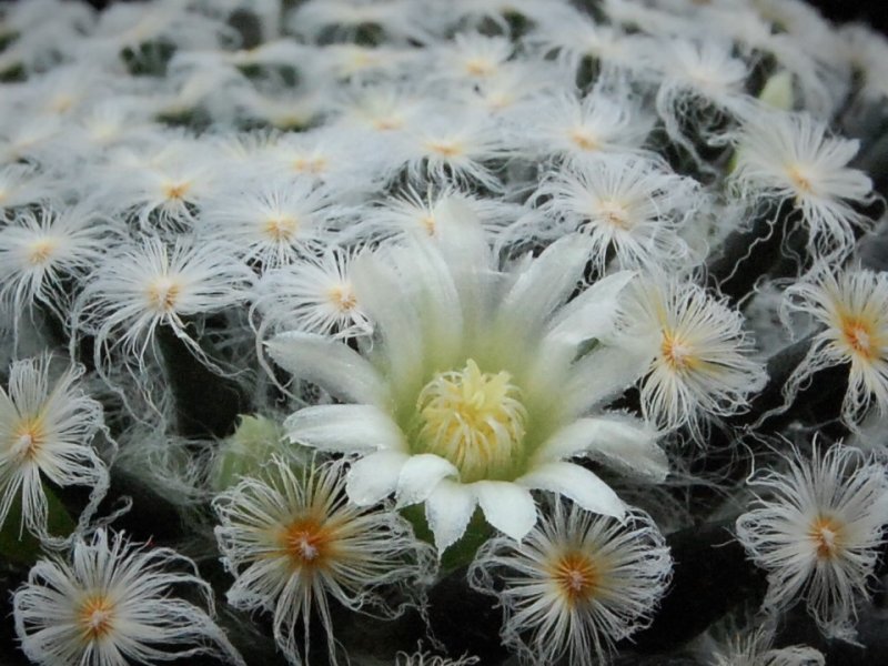 Mammillaria schiedeana f. plumosa 