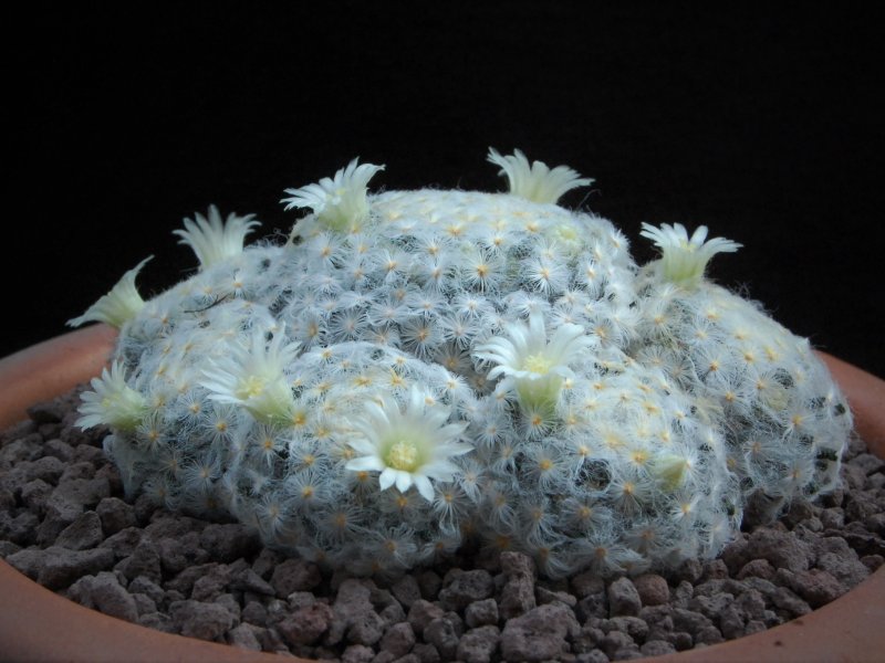 Mammillaria schiedeana f. plumosa 