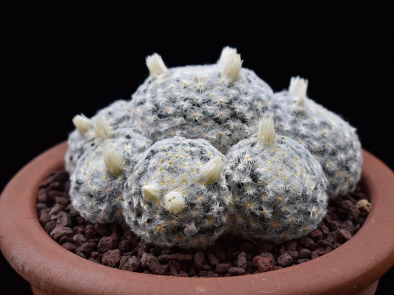mammillaria schiedena f. plumosa