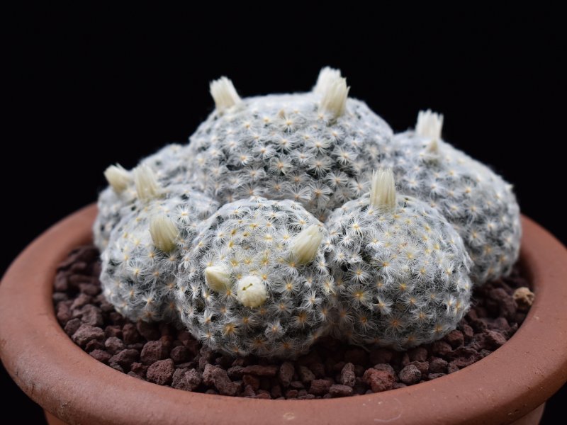 Mammillaria schiedena f. plumosa 