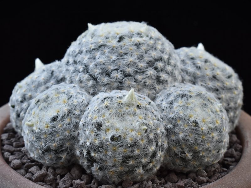 Mammillaria schiedeana f. plumosa 