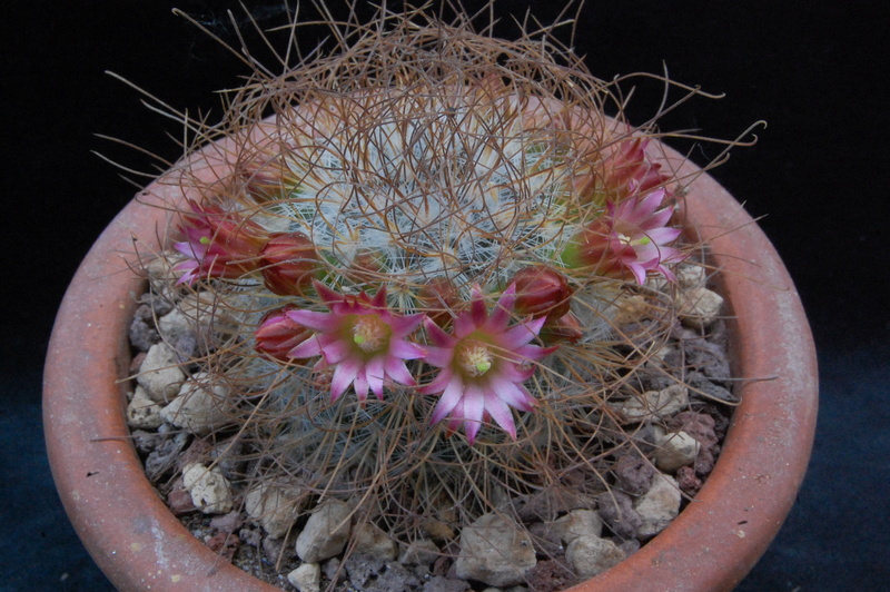 Mammillaria rekoi ssp. leptacantha LAU 1314