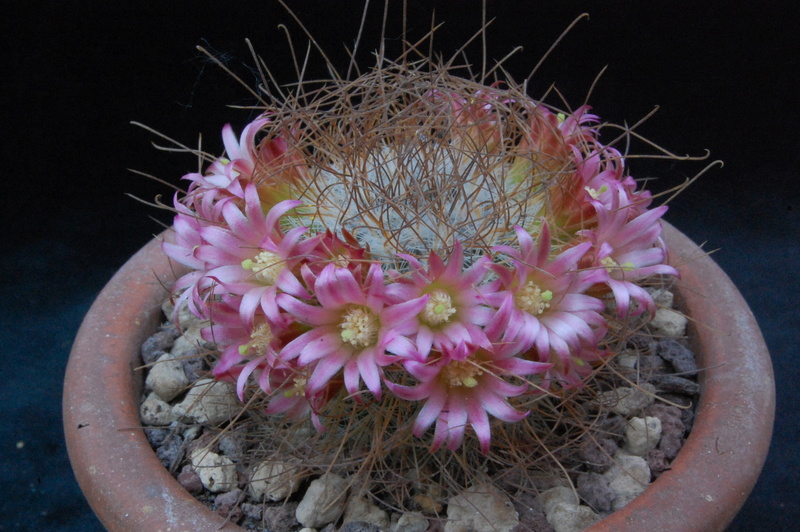 Mammillaria rekoi ssp. leptacantha LAU 1314