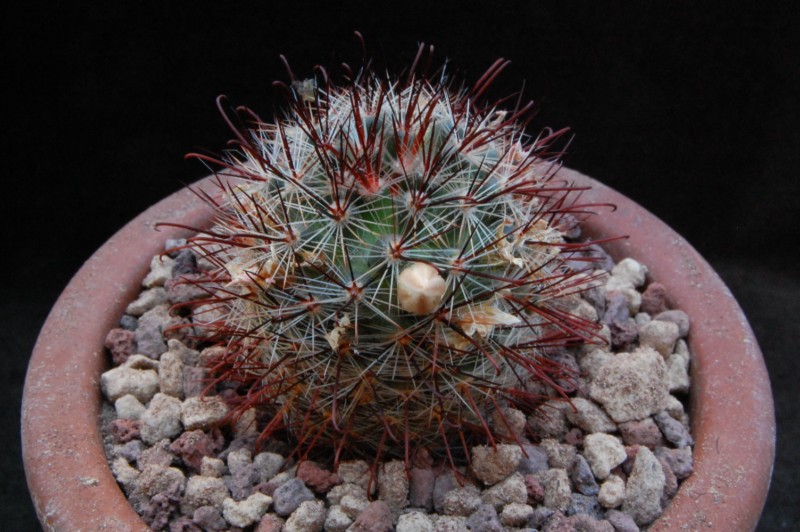 Mammillaria aff. gilensis 