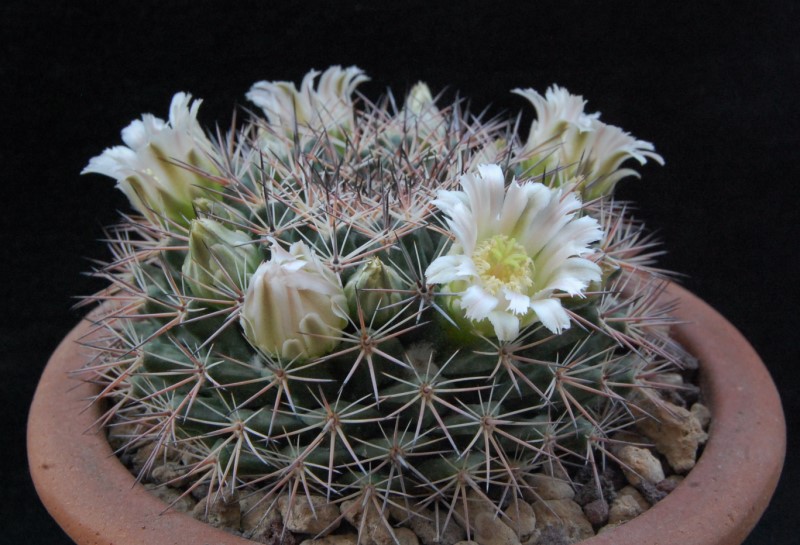 Mammillaria sp. CSD 223a