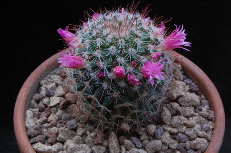 Mammillaria silvatica TL 876