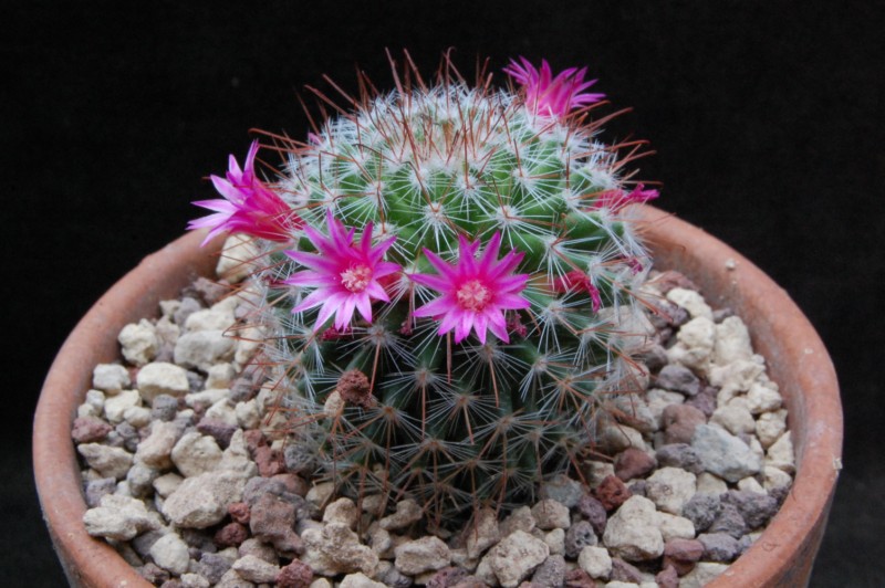 Mammillaria silvatica TL 876