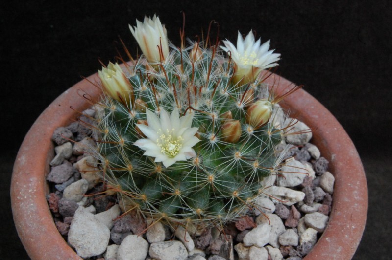 Mammillaria monancistracantha K 265