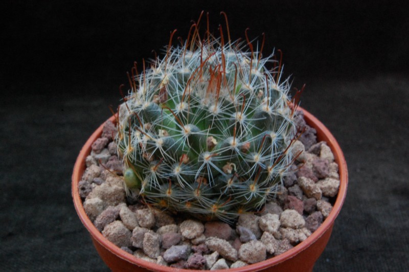 Mammillaria monancistracantha K 265