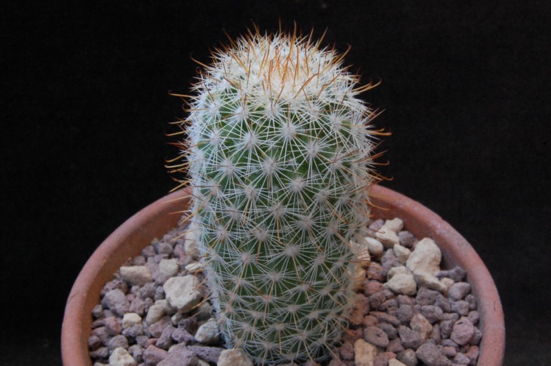 Mammillaria multidigitata LAU 99