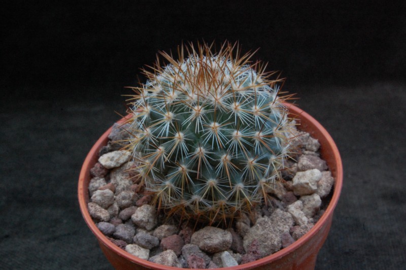 Mammillaria wiesingeri SB 937