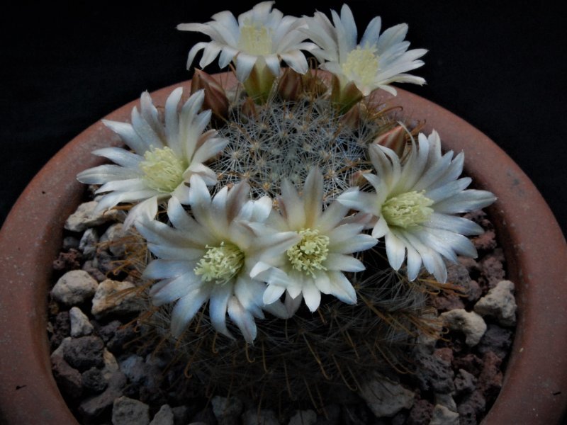 Mammillaria aff. gilensis WH 9