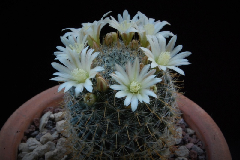 Mammillaria aff. gilensis WH 9