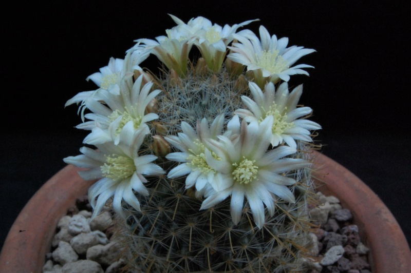 Mammillaria aff. gilensis WH 9