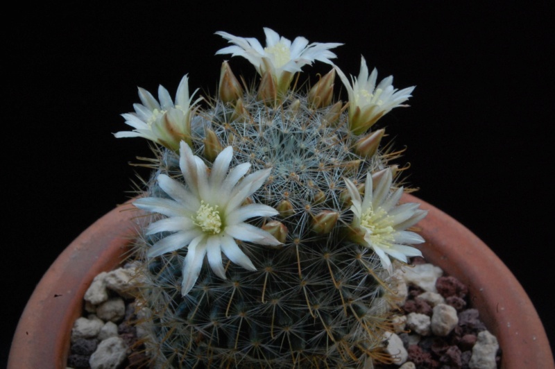 Mammillaria aff. gilensis WH 9