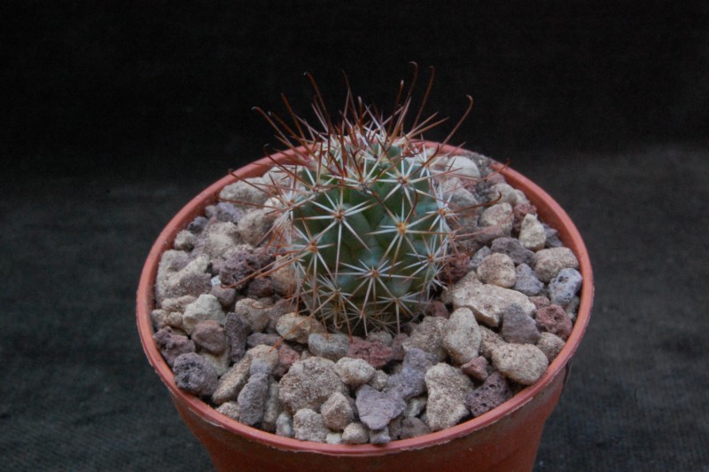 Mammillaria fraileana LAU 35