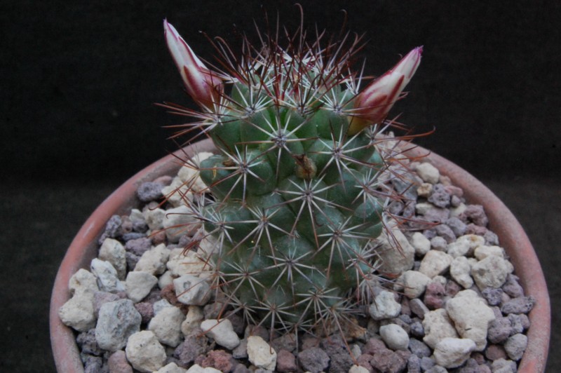 Mammillaria fraileana LAU 35