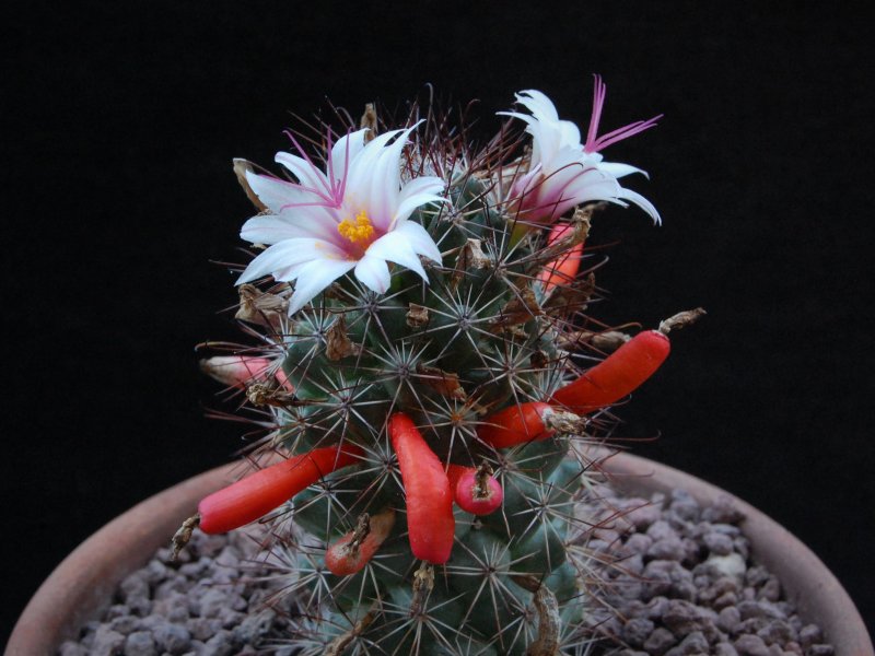 Mammillaria fraileana LAU 35