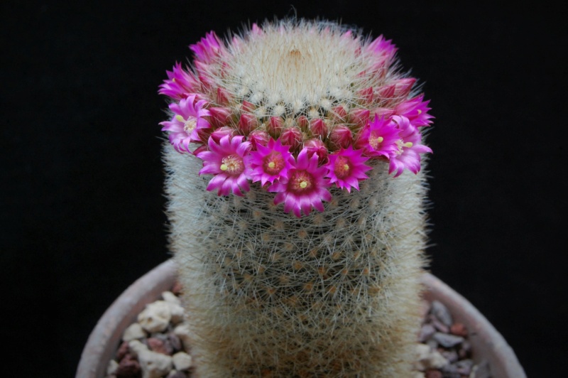 Mammillaria spinosissima ssp. pilcayensis ESP 7/55