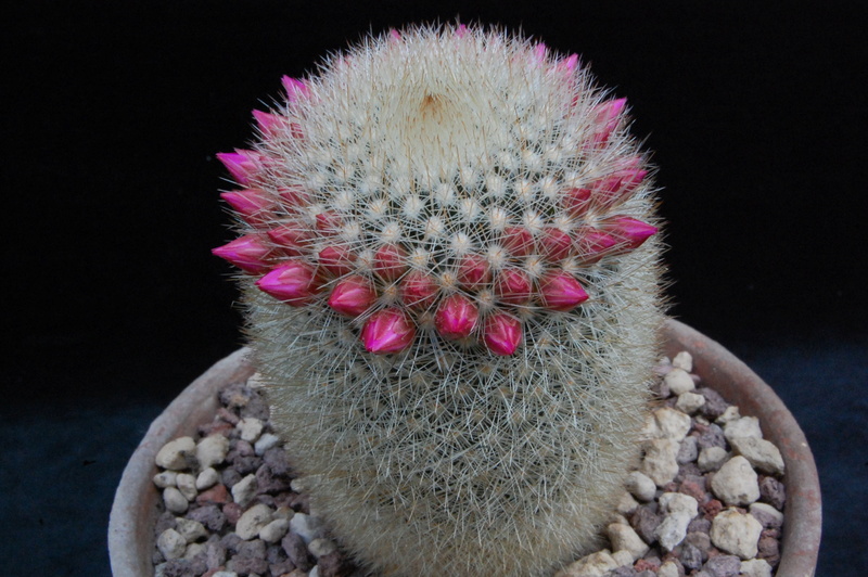 Mammillaria spinosissima ssp. pilcayensis ESP 7/55