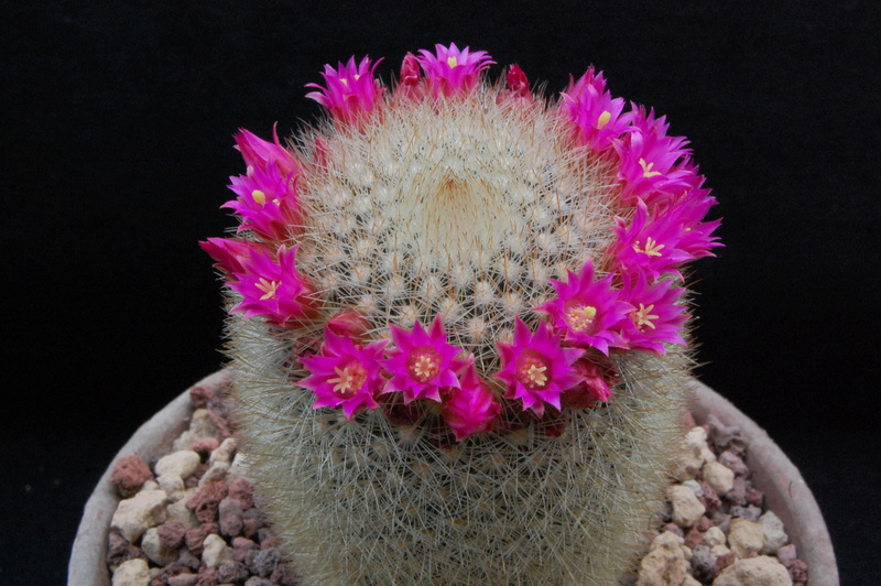 Mammillaria spinosissima ssp. pilcayensis ESP 7/55