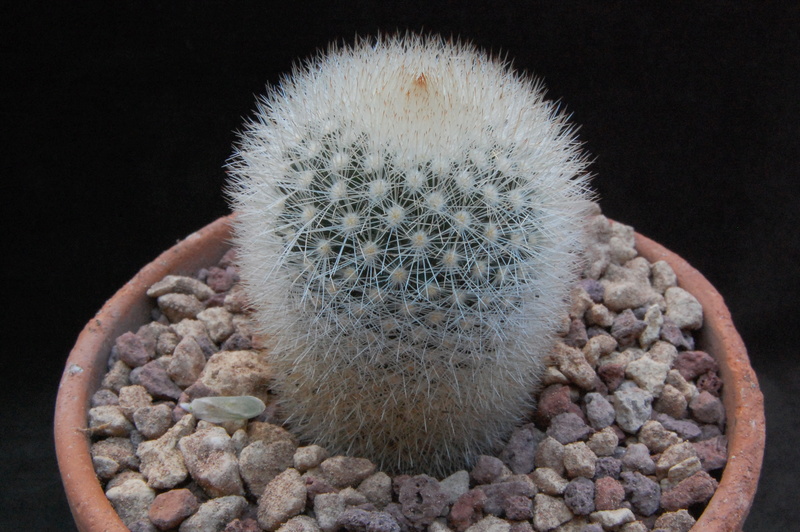 Mammillaria spinosissima ssp. pilcayensis ESP 7/55