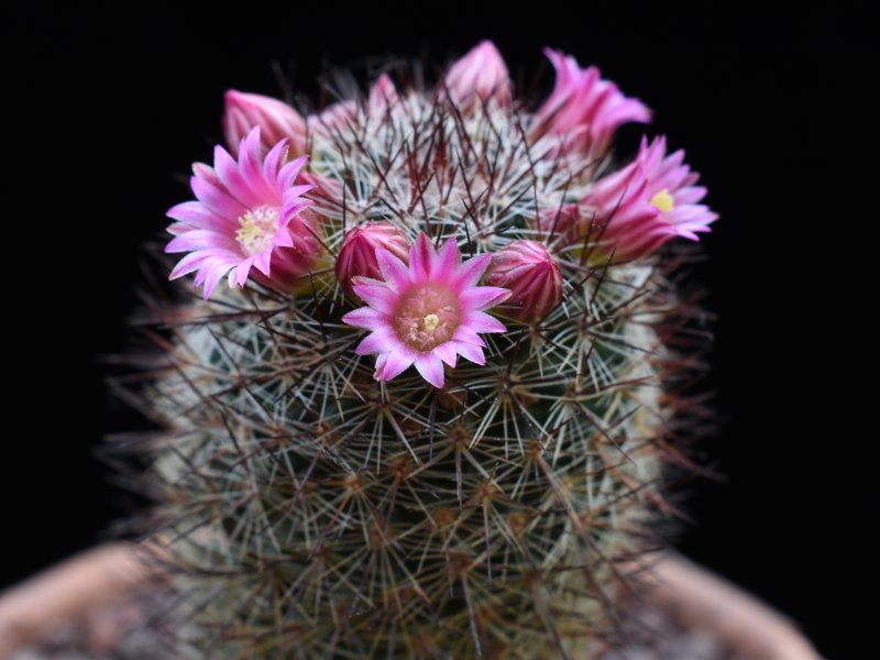 Mammillaria crassior REP 1662