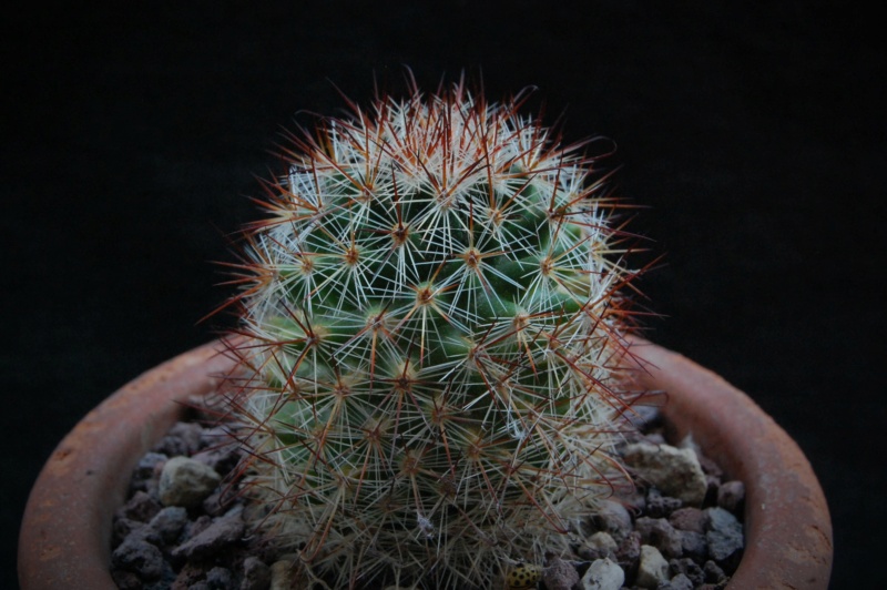 Mammillaria centraliplumosa REP 772