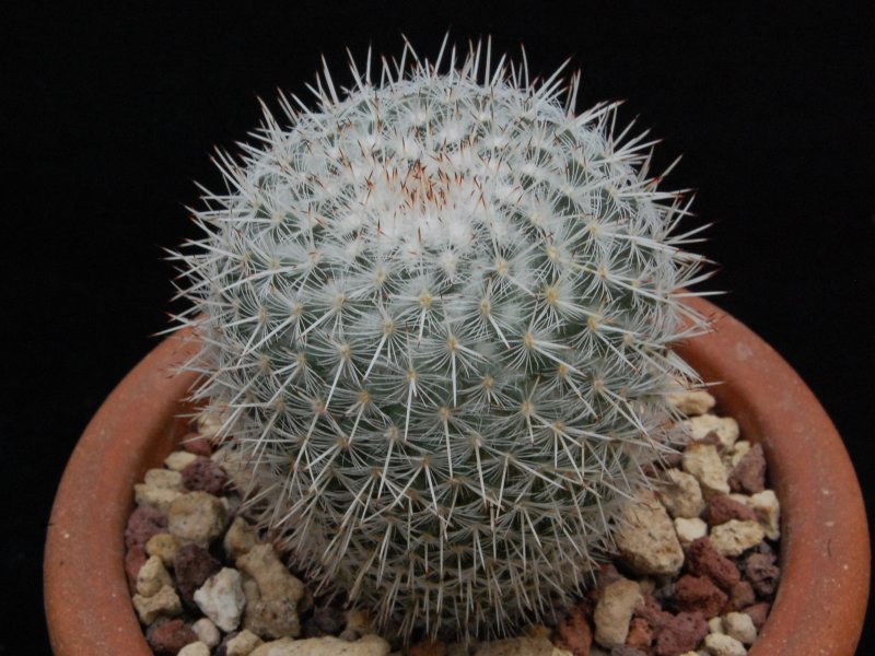 Mammillaria aff. albata ROG 101