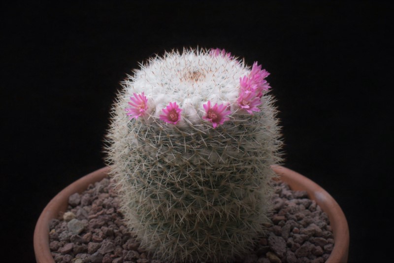 Mammillaria albata ROG 101