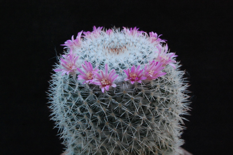 mammillaria aff. albata